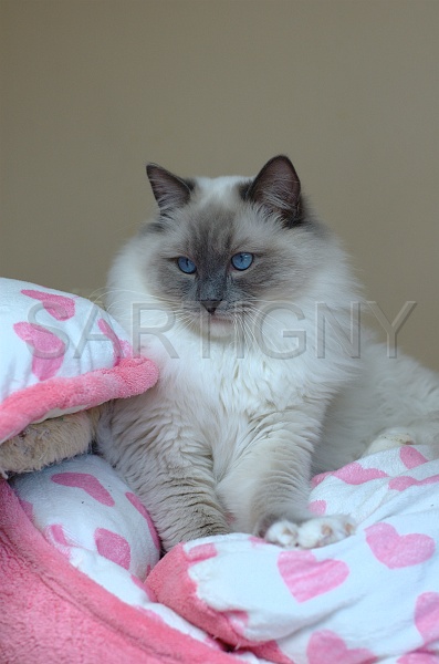 RAGDOLLS 036.jpg